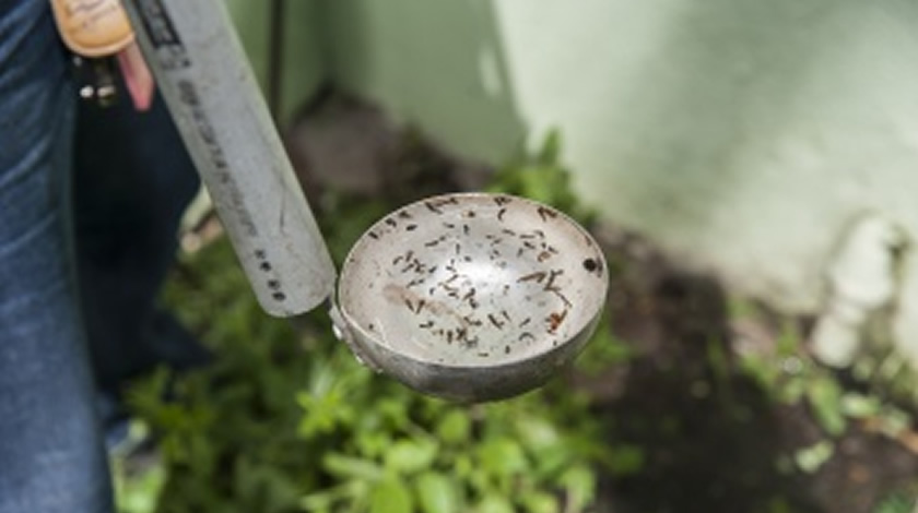 Vitória (ES) registra queda nos casos de dengue e zika