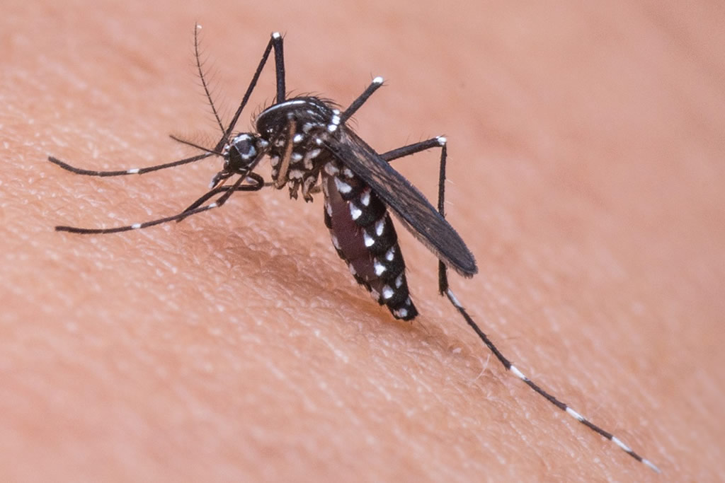 Crise climática favorece o desenvolvimento de mosquito transmissor da dengue